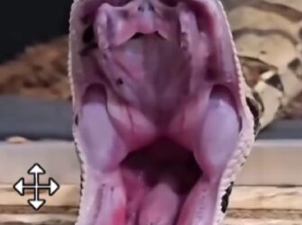 Henrique Abrahão, o famoso “Biólogo das Cobras”, mostra em vídeo como funciona o sistema de abertura da boca de uma serpente — e o movimento impressiona!