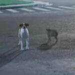 Cena curiosa foi registrada por moradores na noite de terça-feira (27), na Avenida Leste, e encantou quem passava pelo bairro Green Ville: o porquinho parecia acompanhar fielmente a cadela em um passeio noturno.