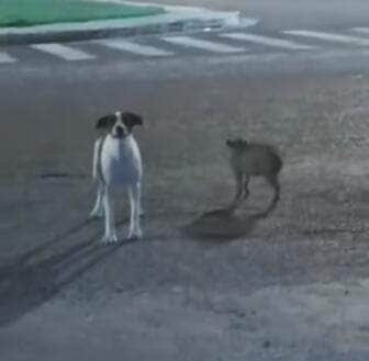 Cena curiosa foi registrada por moradores na noite de terça-feira (27), na Avenida Leste, e encantou quem passava pelo bairro Green Ville: o porquinho parecia acompanhar fielmente a cadela em um passeio noturno.