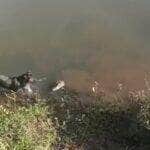 Cena inusitada mostra uma cadela cheia de coragem (ou falta de noção!) se aproximando de um jacaré em clima de poucos amigos; por sorte, ela escapou do bote por um triz