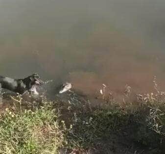 Cena inusitada mostra uma cadela cheia de coragem (ou falta de noção!) se aproximando de um jacaré em clima de poucos amigos; por sorte, ela escapou do bote por um triz