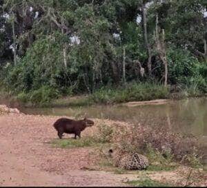 Onça-pintada tenta pegar capivara, mas leva banho de realidade