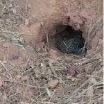 Vídeo curioso da serpente no interior do Brasil viraliza nas redes sociais e levanta debates sobre comportamento animal e preservação da fauna silvestre