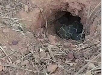 Vídeo curioso da serpente no interior do Brasil viraliza nas redes sociais e levanta debates sobre comportamento animal e preservação da fauna silvestre