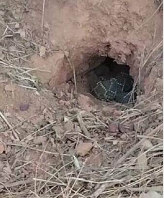 Vídeo curioso da serpente no interior do Brasil viraliza nas redes sociais e levanta debates sobre comportamento animal e preservação da fauna silvestre