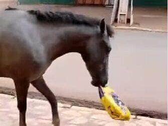 Flagra hilário de um cavalo ladrão de ração viraliza na internet e conquista o coração (e as risadas) dos internautas