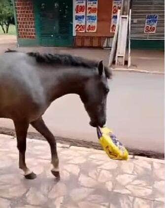 Flagra hilário de um cavalo ladrão de ração viraliza na internet e conquista o coração (e as risadas) dos internautas