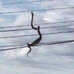 Possível jiboia foi vista pendurada nos cabos de alta tensão, intrigando moradores e internautas: como ela chegou lá?