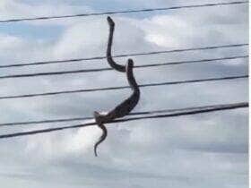 Possível jiboia foi vista pendurada nos cabos de alta tensão, intrigando moradores e internautas: como ela chegou lá?