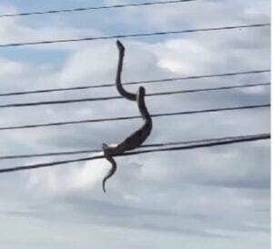 Possível jiboia foi vista pendurada nos cabos de alta tensão, intrigando moradores e internautas: como ela chegou lá?