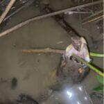 Pequena, mas ousada: réptil tenta engolir peixe bem maior que seu corpo e diverte pescador — e a internet!