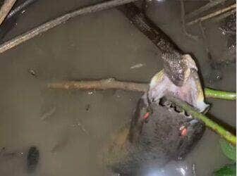 Pequena, mas ousada: réptil tenta engolir peixe bem maior que seu corpo e diverte pescador — e a internet!