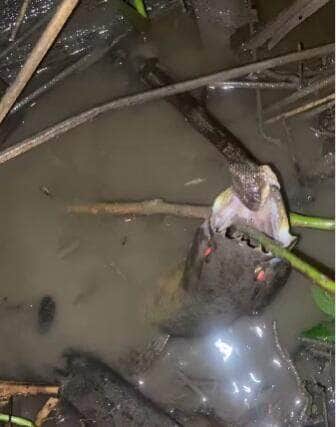 Pequena, mas ousada: réptil tenta engolir peixe bem maior que seu corpo e diverte pescador — e a internet!