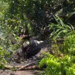 O embate impressionante entre os dois predadores foi registrado em vídeo e chamou atenção nas redes sociais. Entenda a rivalidade natural entre jacarés e sucuris no ecossistema pantaneiro.