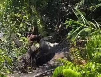 O embate impressionante entre os dois predadores foi registrado em vídeo e chamou atenção nas redes sociais. Entenda a rivalidade natural entre jacarés e sucuris no ecossistema pantaneiro.