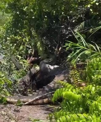 O embate impressionante entre os dois predadores foi registrado em vídeo e chamou atenção nas redes sociais. Entenda a rivalidade natural entre jacarés e sucuris no ecossistema pantaneiro.