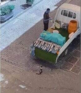 Enquanto o vendedor estava distraído, dupla de gatos arquitetou um verdadeiro golpe de mestre: o furto perfeito de um belo peixe fresco — e tudo foi registrado em vídeo