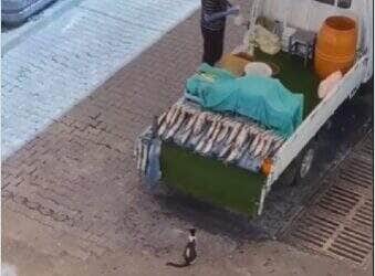 Enquanto o vendedor estava distraído, dupla de gatos arquitetou um verdadeiro golpe de mestre: o furto perfeito de um belo peixe fresco — e tudo foi registrado em vídeo