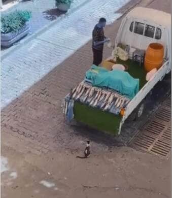 Enquanto o vendedor estava distraído, dupla de gatos arquitetou um verdadeiro golpe de mestre: o furto perfeito de um belo peixe fresco — e tudo foi registrado em vídeo