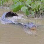 No ritmo das águas e ao som de rugidos noturnos, o jacaré-do-Pantanal revela que até os répteis sabem ser românticos. Estudo mostra que o namoro desses animais envolve sons estratégicos e muita comunicação.