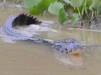 No ritmo das águas e ao som de rugidos noturnos, o jacaré-do-Pantanal revela que até os répteis sabem ser românticos. Estudo mostra que o namoro desses animais envolve sons estratégicos e muita comunicação.