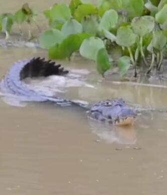 No ritmo das águas e ao som de rugidos noturnos, o jacaré-do-Pantanal revela que até os répteis sabem ser românticos. Estudo mostra que o namoro desses animais envolve sons estratégicos e muita comunicação.