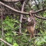 Cena inusitada foi registrada no sertão e mostra uma jiboia juvenil pendurada nos galhos durante a refeição; comportamento revela habilidade surpreendente da espécie