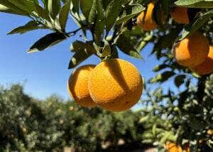 Demanda externa mais fraca pressiona preços da laranja industrial
