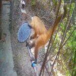 Flagrado por câmeras de segurança, o animal usou o rabo e os pés para se equilibrar enquanto desparafusava o chuveiro com as patas da frente e jogou tudo no chão com cara de missão cumprida