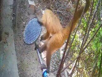 Flagrado por câmeras de segurança, o animal usou o rabo e os pés para se equilibrar enquanto desparafusava o chuveiro com as patas da frente e jogou tudo no chão com cara de missão cumprida