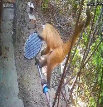 Flagrado por câmeras de segurança, o animal usou o rabo e os pés para se equilibrar enquanto desparafusava o chuveiro com as patas da frente e jogou tudo no chão com cara de missão cumprida