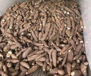Colheita de mandioca ganha ritmo após chuvas, mas aumento da oferta pressiona preços