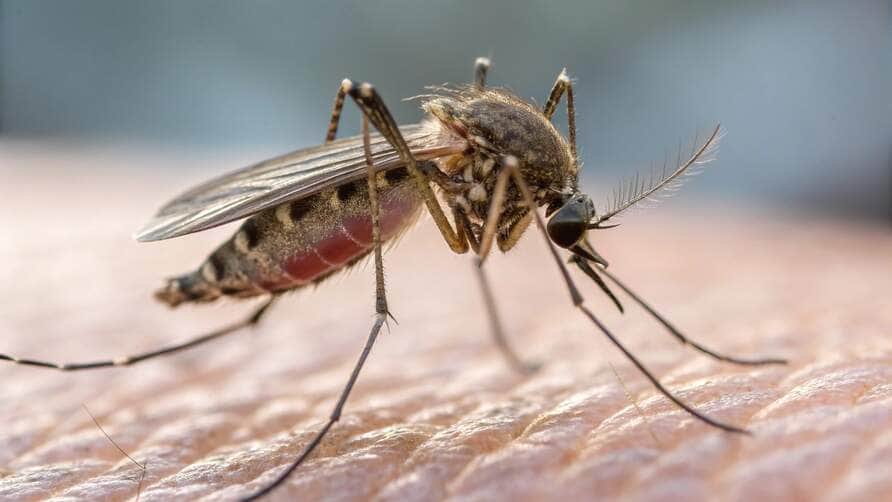 Várzea Grande ultrapassa 3 mil casos de Chikungunya em 2025