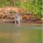 Registro inusitado feito pelo fotógrafo Henrique Olsen mostra o momento em que a rainha das selvas fica só olhando o cardápio fugir nadando. O vídeo, publicado no Instagram, viralizou e revela a dura realidade das caçadas na natureza.