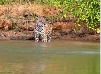 Registro inusitado feito pelo fotógrafo Henrique Olsen mostra o momento em que a rainha das selvas fica só olhando o cardápio fugir nadando. O vídeo, publicado no Instagram, viralizou e revela a dura realidade das caçadas na natureza.