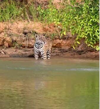Registro inusitado feito pelo fotógrafo Henrique Olsen mostra o momento em que a rainha das selvas fica só olhando o cardápio fugir nadando. O vídeo, publicado no Instagram, viralizou e revela a dura realidade das caçadas na natureza.
