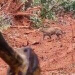 Jovem felina permanece sentada observando com calma a limpeza do terreno, como se estivesse supervisionando o serviço. O encontro inusitado chamou atenção pela ousadia da onça e encantou os internautas.