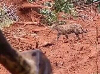 Jovem felina permanece sentada observando com calma a limpeza do terreno, como se estivesse supervisionando o serviço. O encontro inusitado chamou atenção pela ousadia da onça e encantou os internautas.