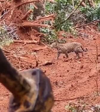 Jovem felina permanece sentada observando com calma a limpeza do terreno, como se estivesse supervisionando o serviço. O encontro inusitado chamou atenção pela ousadia da onça e encantou os internautas.