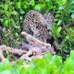 O flagra foi registrado na famosa “Central da Onça” por Airton Lara, guia turístico apaixonado pelo Pantanal. A carcaça chegou trazida pela correnteza — e a onça só fez o que a natureza manda: aproveitou.