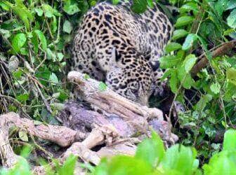 O flagra foi registrado na famosa “Central da Onça” por Airton Lara, guia turístico apaixonado pelo Pantanal. A carcaça chegou trazida pela correnteza — e a onça só fez o que a natureza manda: aproveitou.