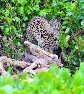 O flagra foi registrado na famosa “Central da Onça” por Airton Lara, guia turístico apaixonado pelo Pantanal. A carcaça chegou trazida pela correnteza — e a onça só fez o que a natureza manda: aproveitou.
