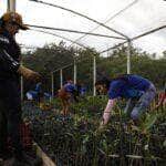 Bragança (PA), 12/06/2025 – Estudantes da Vila do Tamatateua trabalham no viveiro de mudas de mangue do projeto Mangues da Amazônia, na área da Reserva Extrativista Marinha de Caeté-Taperaçu. Foto: Fernando Frazão/Agência Brasil