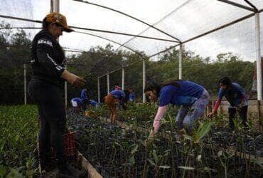 Bragança (PA), 12/06/2025 – Estudantes da Vila do Tamatateua trabalham no viveiro de mudas de mangue do projeto Mangues da Amazônia, na área da Reserva Extrativista Marinha de Caeté-Taperaçu. Foto: Fernando Frazão/Agência Brasil