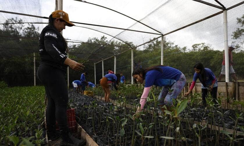 Bragança (PA), 12/06/2025 – Estudantes da Vila do Tamatateua trabalham no viveiro de mudas de mangue do projeto Mangues da Amazônia, na área da Reserva Extrativista Marinha de Caeté-Taperaçu. Foto: Fernando Frazão/Agência Brasil