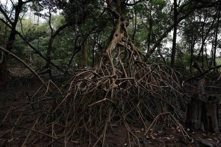 Fernando Frazão/Agência Brasil Bragança (PA), 12/06/2025 – Área de manguezal na Reserva Extrativista Marinha de Caeté-Taperaçu monitorada pelo projeto Mangues da Amazônia. Foto: Fernando Frazão/Agência Brasil