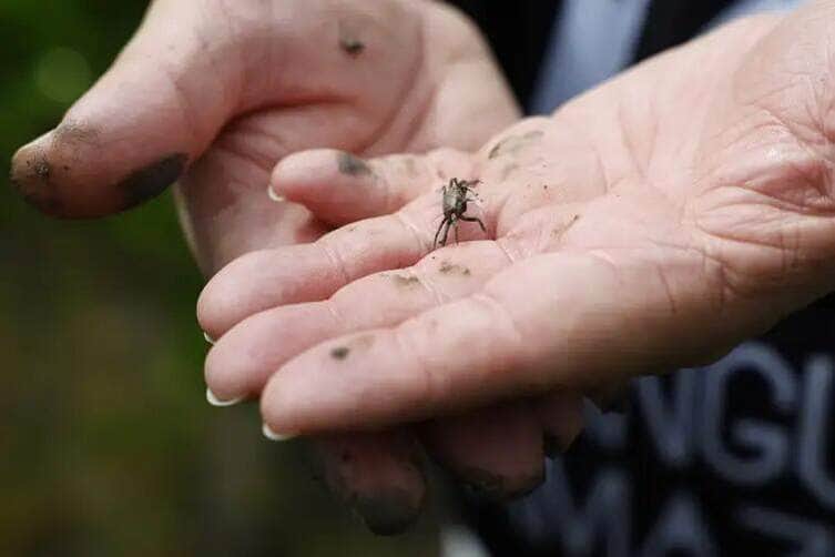 Fernando Frazão/Agência Brasil Bragança (PA), 12/06/2025 – Filhote de caranguejo em área de manguezal reflorestada pelo projeto Mangues da Amazônia, na Reserva Extrativista Marinha de Caeté-Taperaçu. Foto: Fernando Frazão/Agência Brasil