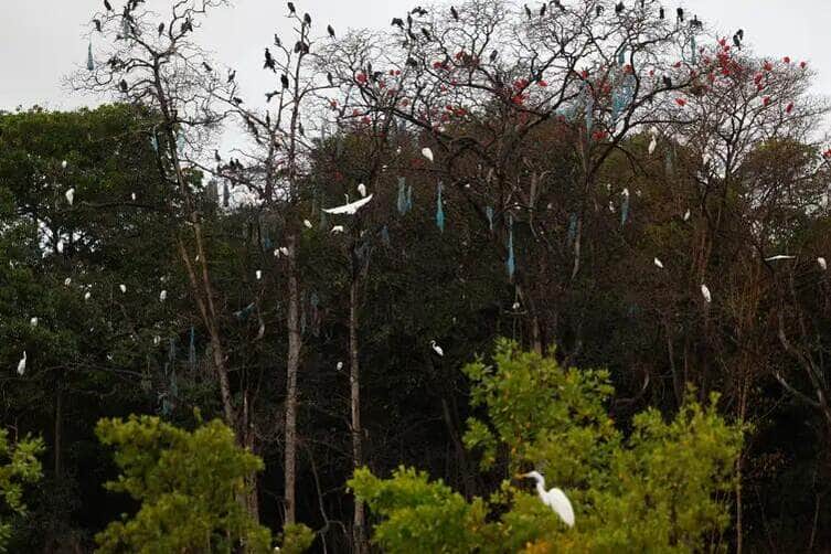 Fernando Frazão/Agência Brasil Bragança (PA), 13/06/2025 – Guarás, garças e biguás no manguezal de Ajuruteua. Próximo à Vila dos Pescadores, aves fizeram ninhos com resíduos de redes de pesca, na área da Reserva Extrativista Marinha de Caeté-Taperaçu. Foto: Fernando Frazão/Agência Brasil
