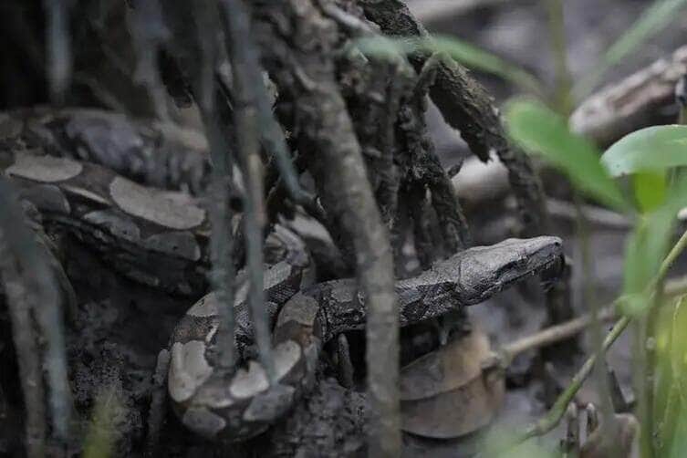 Fernando Frazão/Agência Brasil Bragança (PA), 12/06/2025 – Cobra jiboia é vista em área de manguezal reflorestada pelo projeto Mangues da Amazônia na Reserva Extrativista Marinha de Caeté-Taperaçu. Foto: Fernando Frazão/Agência Brasil