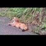 Operação de resgate envolveu PRF, Bombeiros e veterinários do Zoobotânico; animal está sob cuidados intensivos